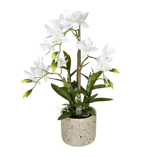 Green and White Cycnoches with White Pot, image 1