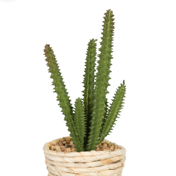 Green Assorted Potted Succulent Cactus, Set of 3, image 3