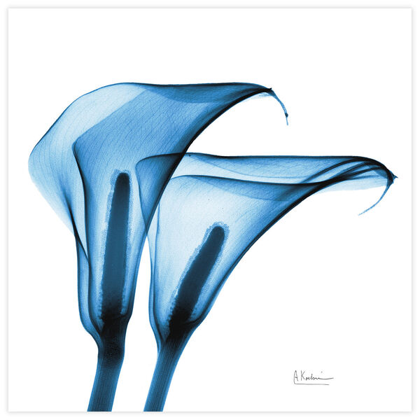 Indigo Calla Lilies  Frameless Free Floating Tempered Glass Graphic Wall Art, image 2