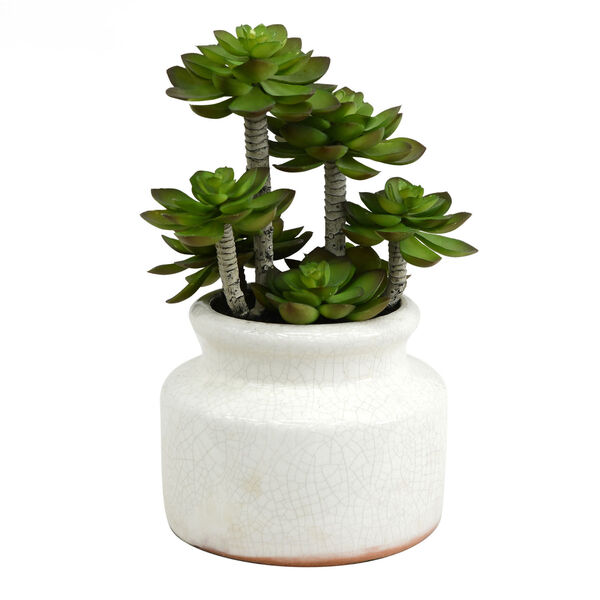 Green Succulent with Round White Ceramic Pot, image 1