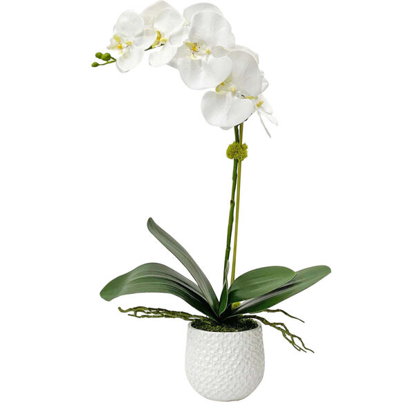 Cami Orchid White and Green 14-Inch Orchid, image 1