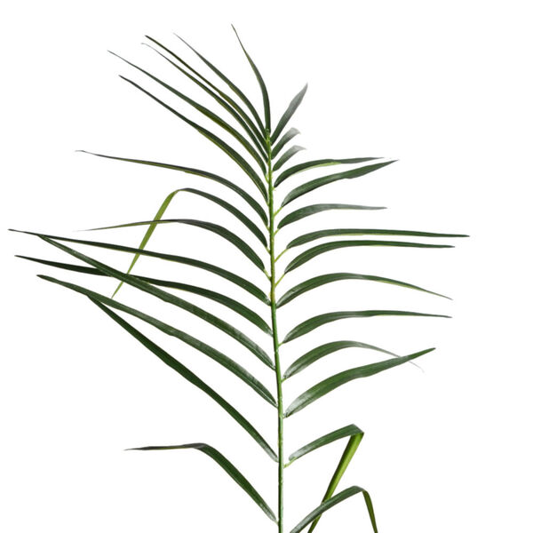 Green 6-Feet Potted Pheonix Palm Tree with 545 Leaves, image 2