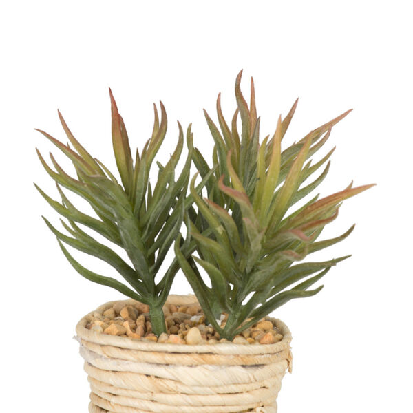 Green Assorted Potted Succulent Cactus, Set of 3, image 2