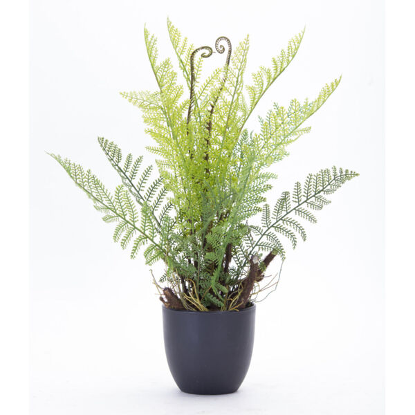 Green and Brown Fern Potted, Set of 2, image 1
