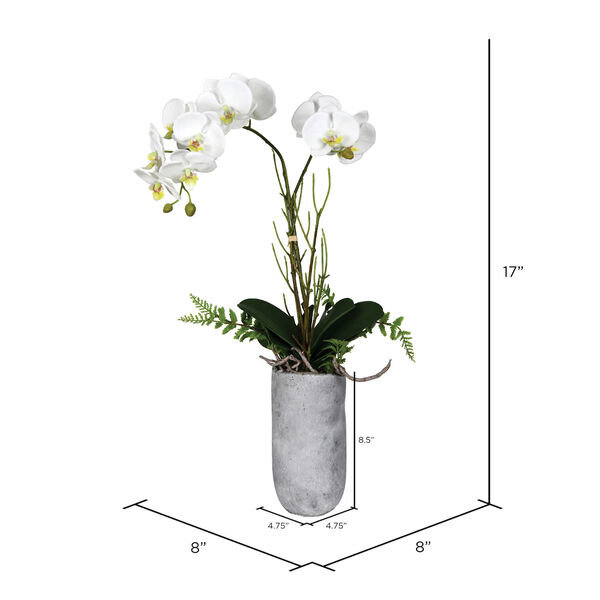 Green and White Orchid with Pot, image 2