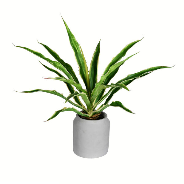 Green Yucca Plant with White Pot, image 1