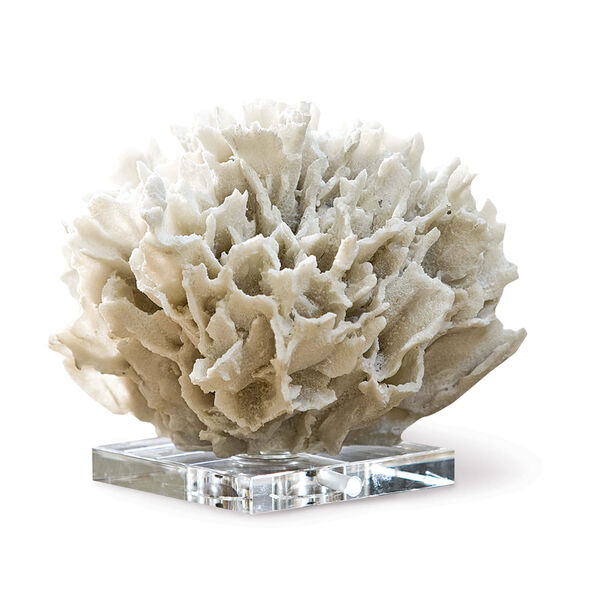 East End White Ribbon Coral, image 1
