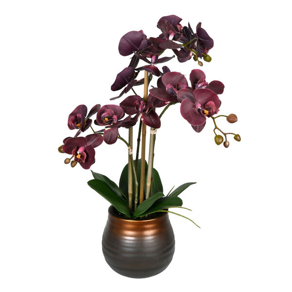 Green and Purple Phalaenopsis with Ceramic Pot, image 1