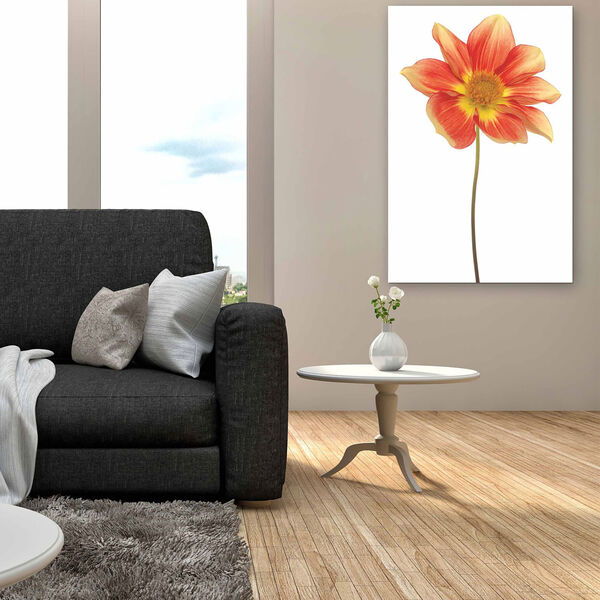 Red Yellow Dahlia on White Frameless Free Floating Tempered Glass Graphic Wall Art, image 1