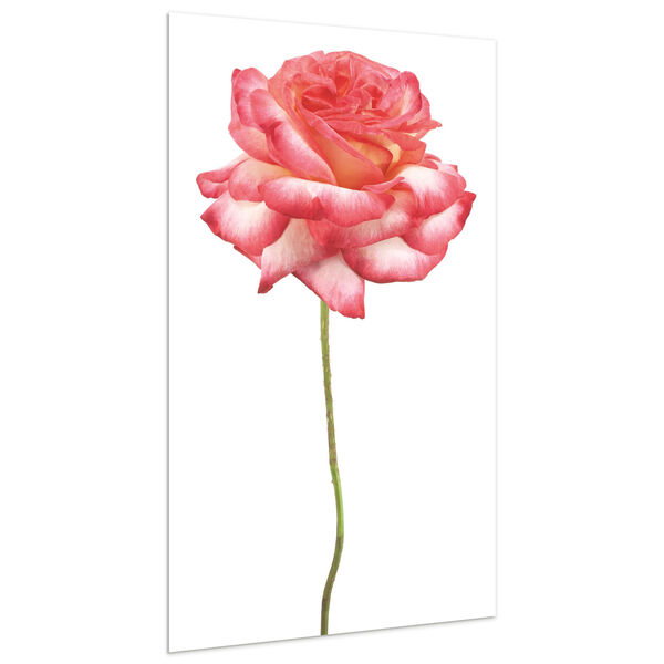 Pink Rose on White Frameless Free Floating Tempered Glass Graphic Wall Art, image 3