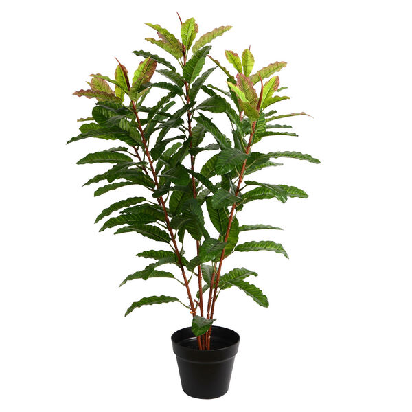 Green Myrtle with 125 Leaves in Black Pot, image 1