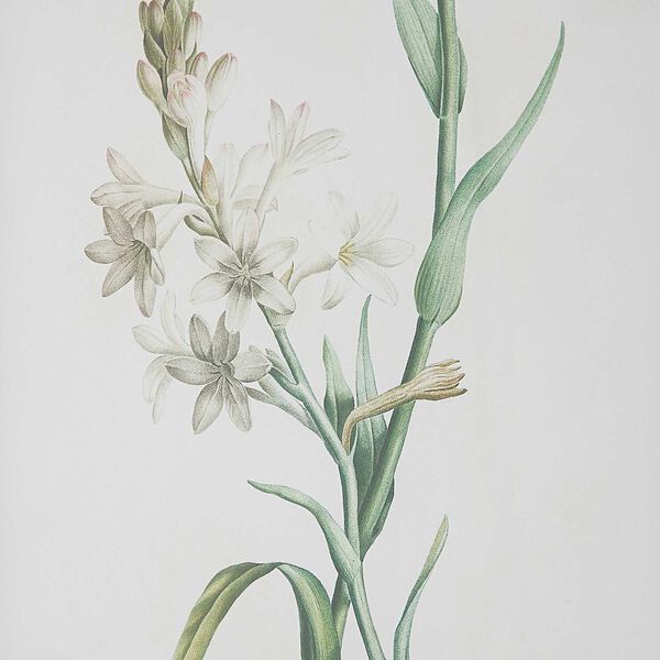Heirloom Blooms Multicolor Study Framed Prints, Set of Four, image 5