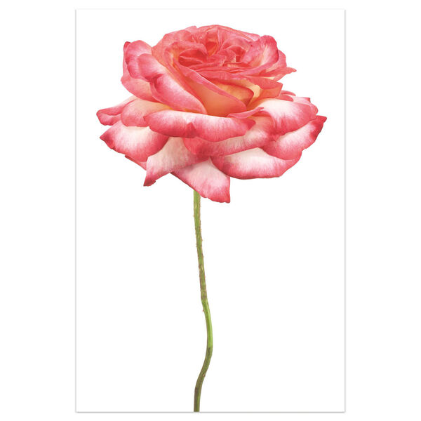 Pink Rose on White Frameless Free Floating Tempered Glass Graphic Wall Art, image 2