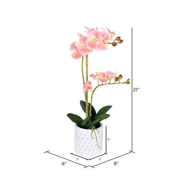 Green and Pink Phalaenopsis with White Pot, image 2