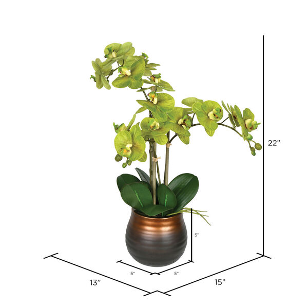 Green Phalaenopsis with Ceramic Pot, image 2
