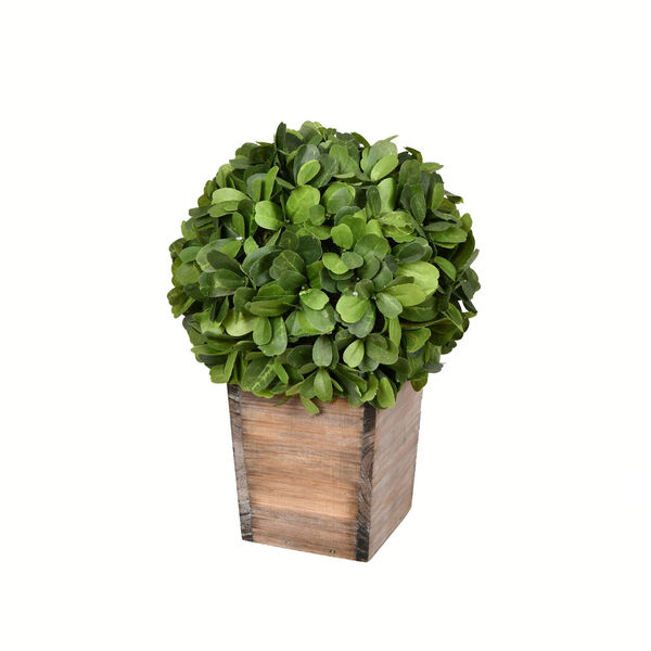 Green Boxwood Ball Plant with Pot, image 1