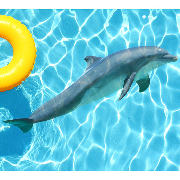 Grey Dolphin Underwater Pool Tattoo, image 1