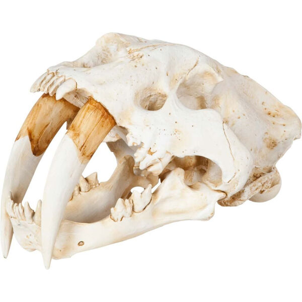 Fozzil White Resin Sabretooth Skull Replica Decorative Object, image 1