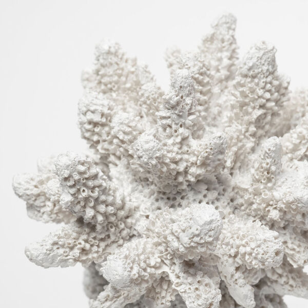Isla White 6-Inch Replica Coastal Coral Decorative Object, image 4
