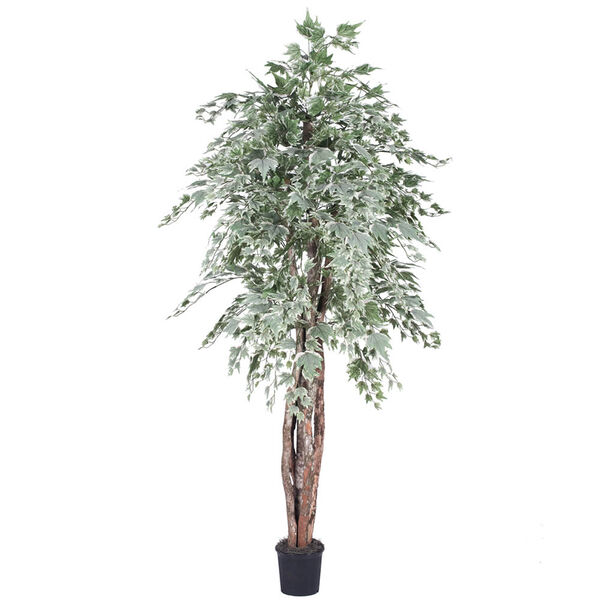 6 Ft. Silver Maple Executive, image 1