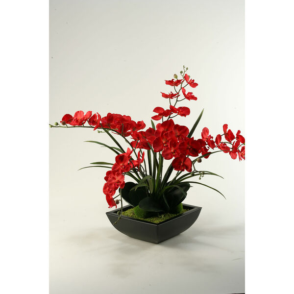 Deep Red Phael Orchids in Square Metal Planter, image 1