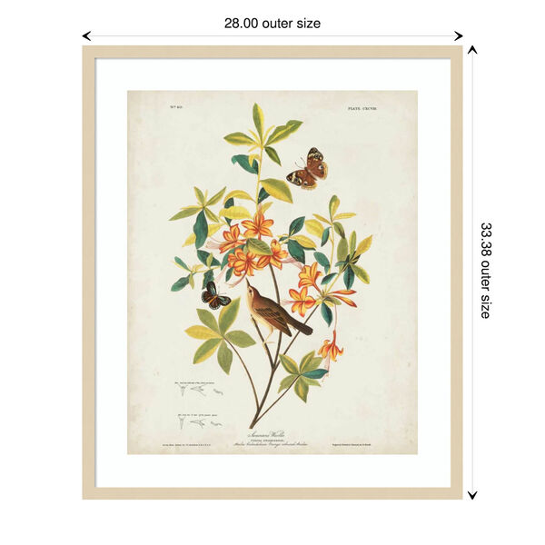 John James Audubon Brown Swainsons Warbler 28 x 33 Inch Wall Art, image 3