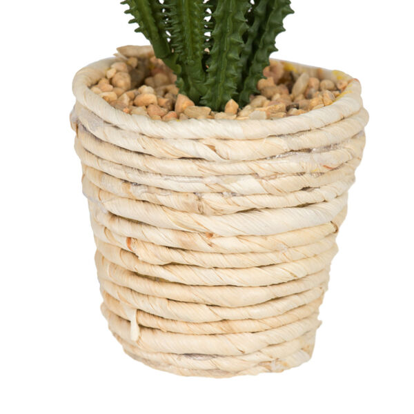 Green Assorted Potted Succulent Cactus, Set of 3, image 4