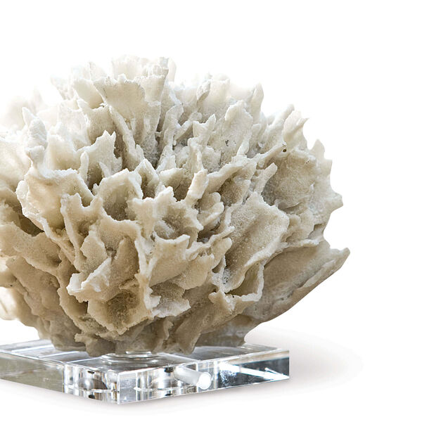 East End White Ribbon Coral, image 2