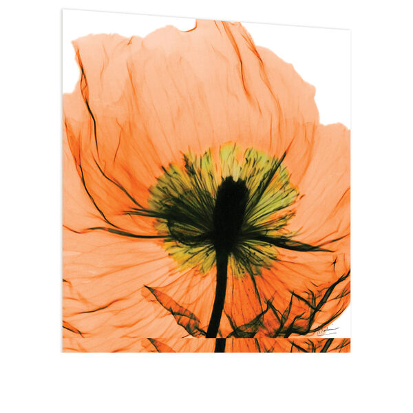 Poppy Orange Frameless Free Floating Tempered Glass Graphic Wall Art, image 3