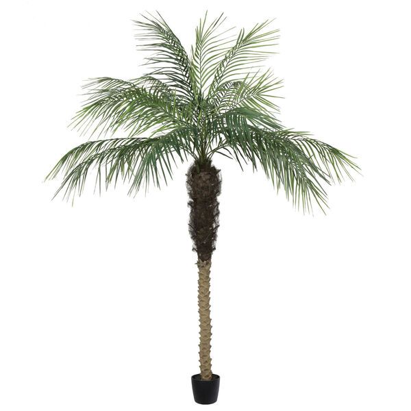 Green Potted Phoenix Palm Tree with 899 Leaves, image 1