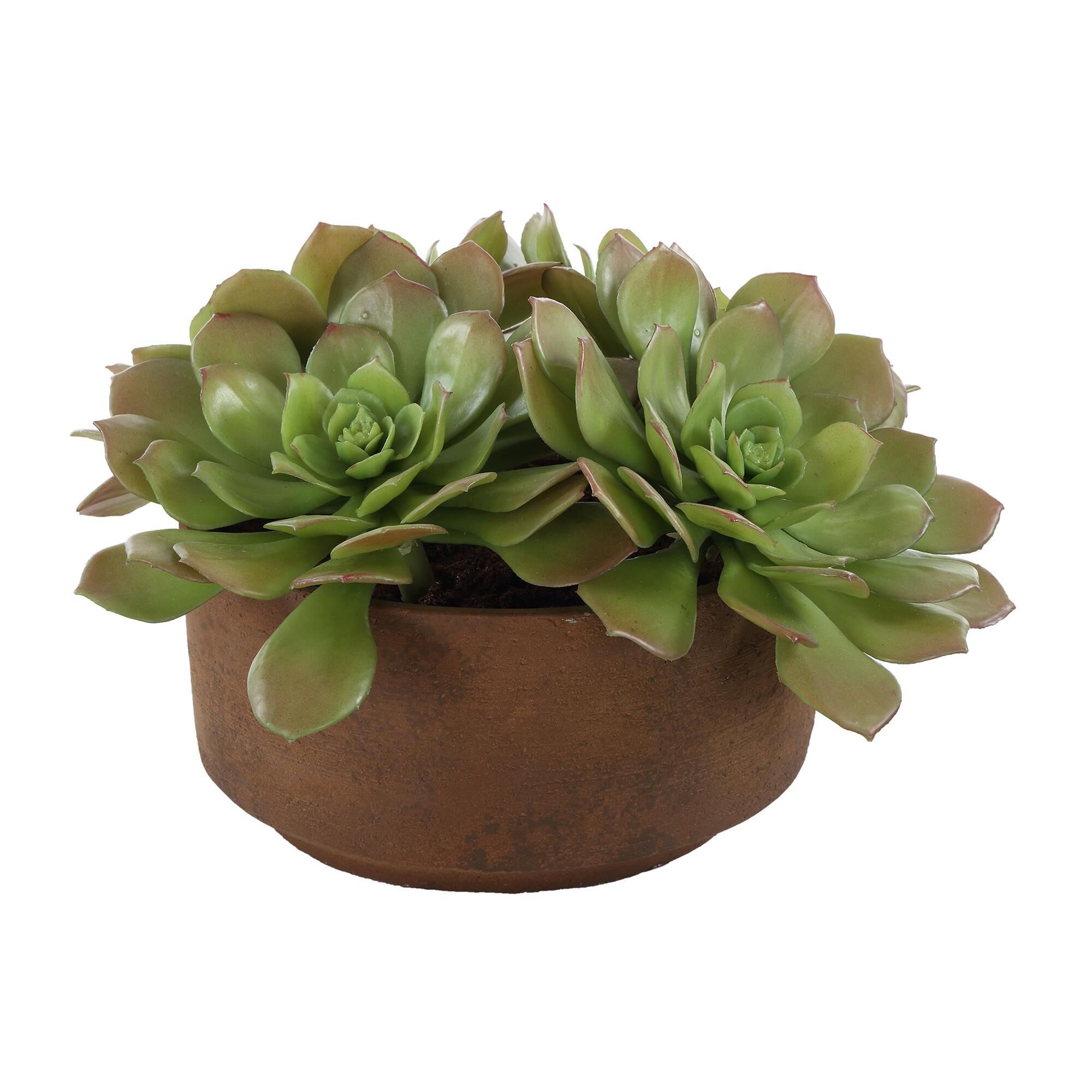 Sable Succulent Botanical