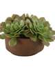 Sable Succulent Botanical