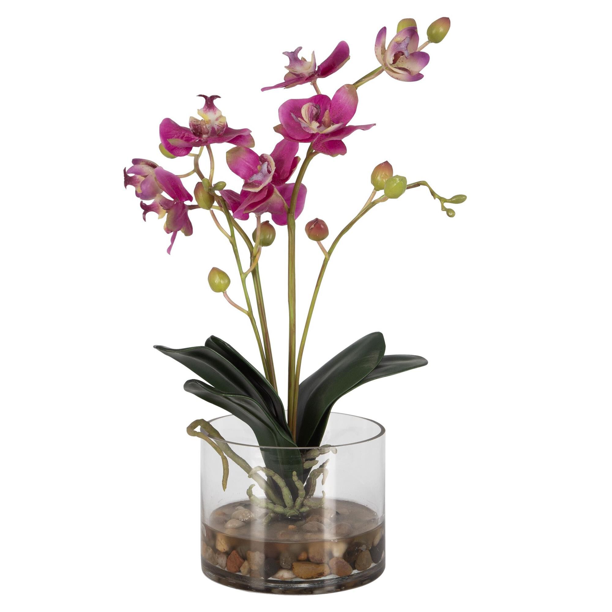 Glory Orchid Botanical