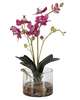 Glory Orchid Botanical